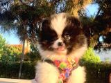 Safkan Ve Sağlıklı Pomeranian Boo Yavrularımız