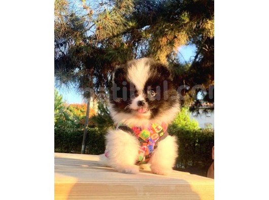 Safkan Ve Sağlıklı Pomeranian Boo Yavrularımız görsel