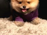 Safkan Ve Sağlıklı Pomeranian Boo Yavrularımız