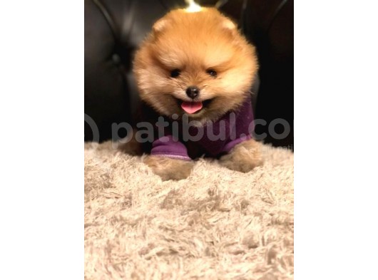Safkan Ve Sağlıklı Pomeranian Boo Yavrularımız görsel
