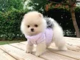 Safkan ve Sağlıklı Pomeranian Boo Yavrularımız