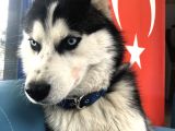 Vegas Kayıp