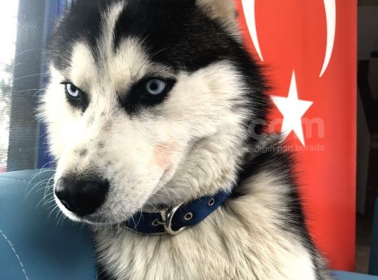 Vegas Kayıp görsel