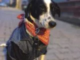TAM  BİR EV KÖPEĞİ