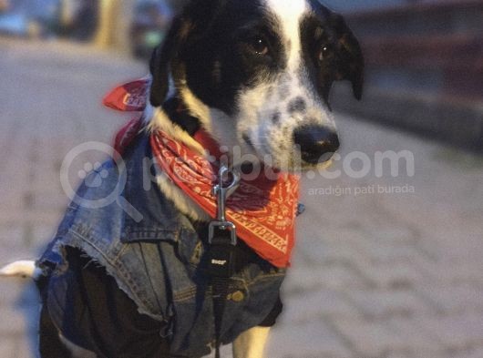 Tam  Bi̇r Ev Köpeği̇ görsel