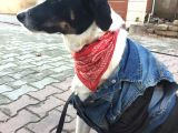 Tam  Bi̇r Ev Köpeği̇