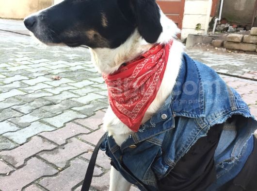 Tam  Bi̇r Ev Köpeği̇ görsel