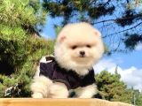 Safkan Ve Sağlıklı Pomeranian Boo Yavrularımız