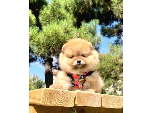 Safkan Ve Sağlıklı Pomeranian Boo Yavrularımız görsel