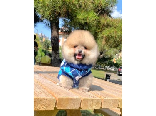 Safkan Ve Sağlıklı Pomeranian Boo Yavrularımız görsel