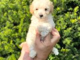 Mini Apricot Toy Poodle Yavrularımız