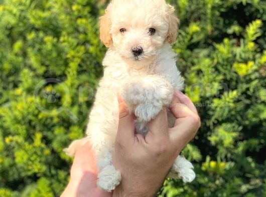 Mini Apricot Toy Poodle Yavrularımız görsel