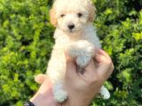 Mini Apricot Toy Poodle Yavrularımız