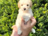 Mini Apricot Toy Poodle Yavrularımız