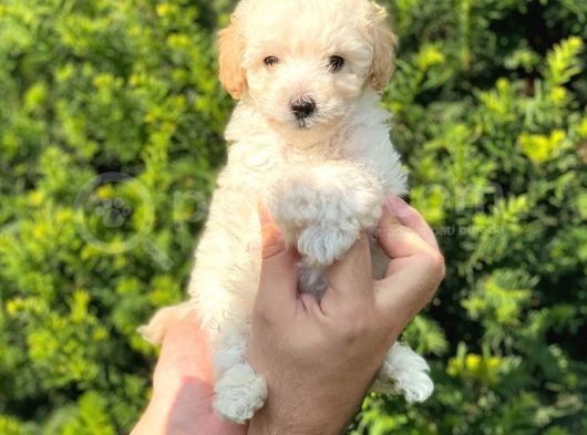 Mini Apricot Toy Poodle Yavrularımız görsel