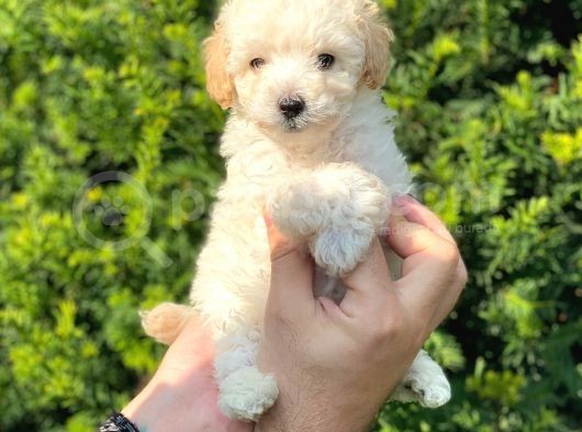 Mini Apricot Toy Poodle Yavrularımız görsel
