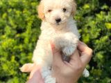 Mini Apricot Toy Poodle Yavrularımız