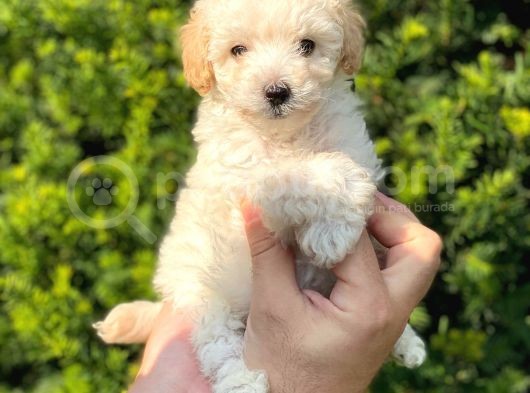 Mini Apricot Toy Poodle Yavrularımız görsel