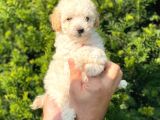 Mini Apricot Toy Poodle Yavrularımız