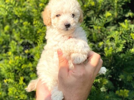 Mini Apricot Toy Poodle Yavrularımız görsel