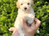 Mini Apricot Toy Poodle Yavrularımız