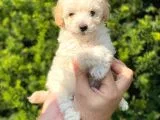 Mini Apricot Toy Poodle Yavrularımız