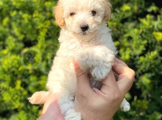 Mini Apricot Toy Poodle Yavrularımız görsel
