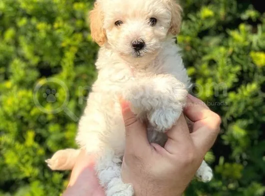Mini Apricot Toy Poodle Yavrularımız