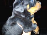 Rottweiler Yavruları