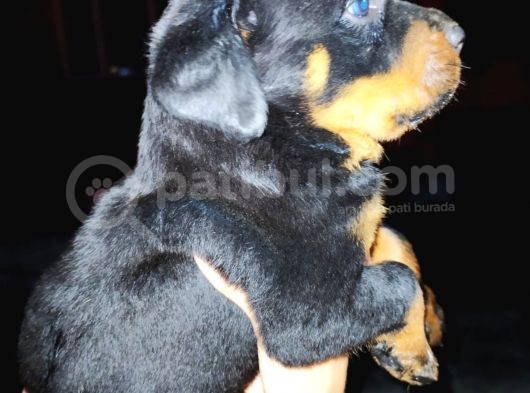 Rottweiler Yavruları görsel