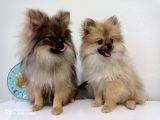 Pomerian Boo