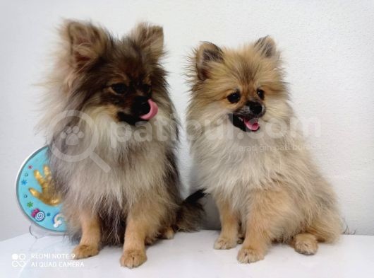 Pomerian Boo görsel