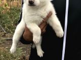 Husky  Yavrular