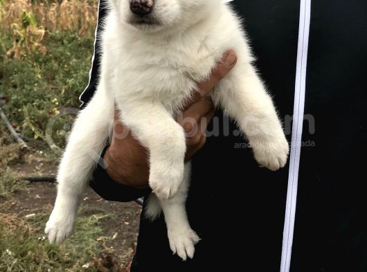 Husky  Yavrular görsel