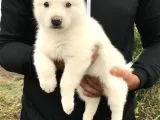 Husky  Yavrular