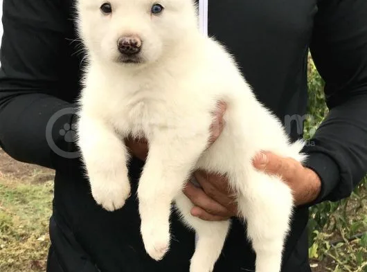 Husky  Yavrular