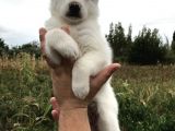 Husky  Yavrular