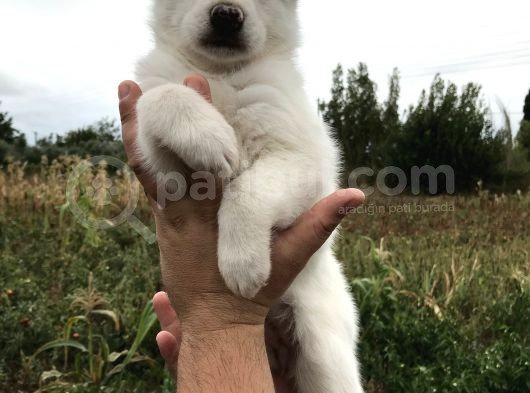 Husky  Yavrular görsel