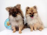 Pomerian Boo