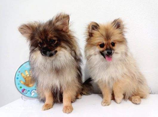 Pomerian Boo görsel