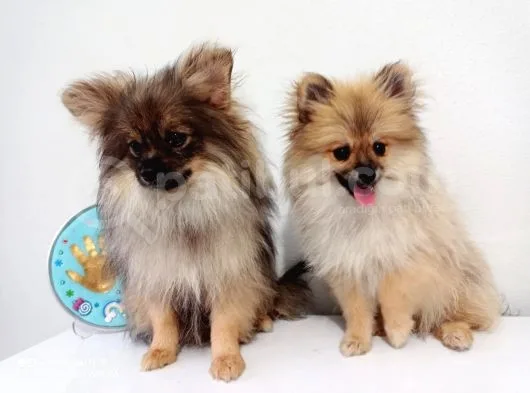 Pomerian Boo
