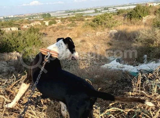 Amstaff Erkek