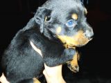 Rottweiler Yavruları