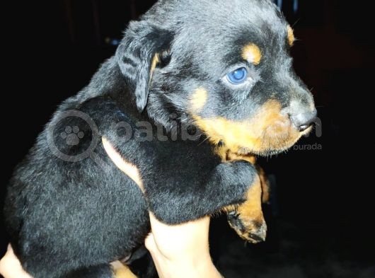 Rottweiler Yavruları görsel