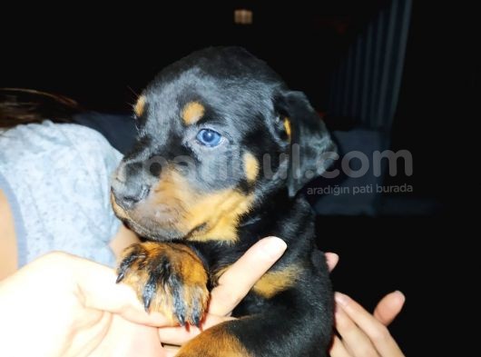 Rottweiler Yavruları görsel