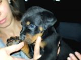 Rottweiler Yavruları