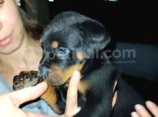 Rottweiler Yavruları görsel
