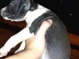 Ne Besliceğini Bilen İnsanlar Yazarsa Sevinirim Pitbull