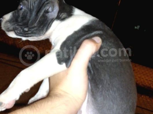 Ne Besliceğini Bilen İnsanlar Yazarsa Sevinirim Pitbull görsel