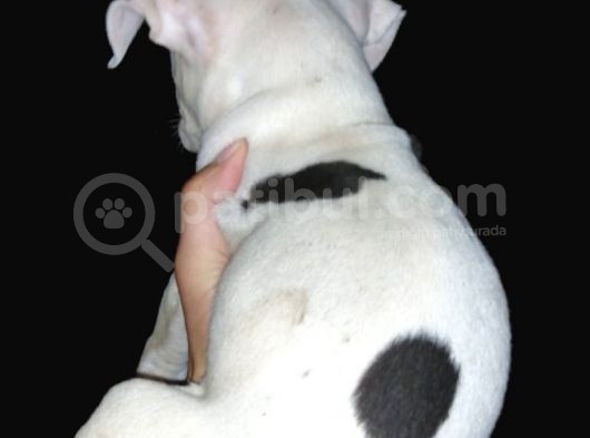 Ne Besliceğini Bilen İnsanlar Yazarsa Sevinirim Pitbull görsel